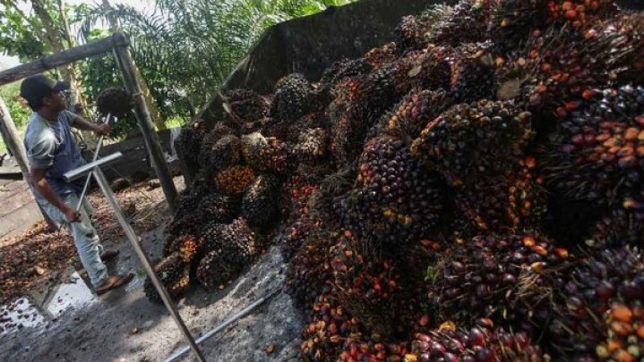 Kabar Baik, Harga Sawit di Riau Sepekan ke Depan Naik