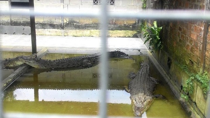 Minimalisir Konflik Satwa, BKSDA Sumbar Akan Buat Penangkaran Buaya