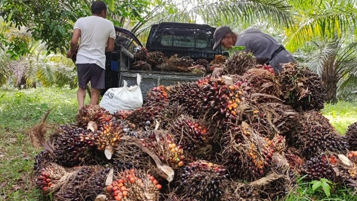 Kabar Baik, Harga Sawit di Riau Sepekan ke Depan Naik