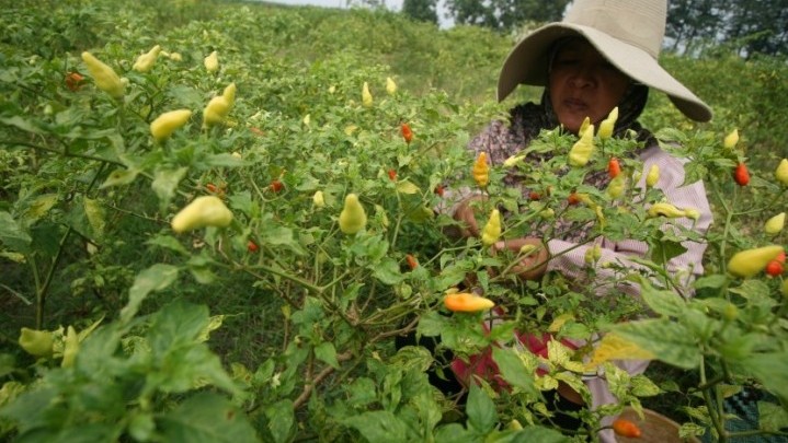 BPS: Daya Beli Petani Riau Sebulan Terakhir Naik