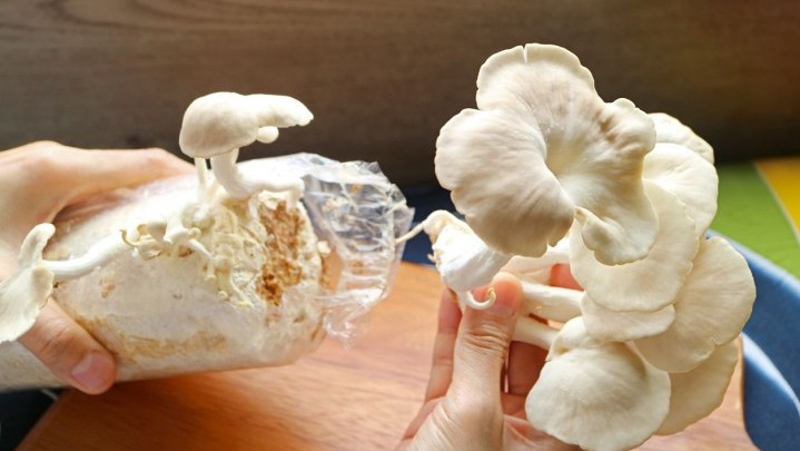 Ahli Temukan Jamur yang Bisa Jadi Alternatif Membuat Plastik Ahli Temukan Jamur yang Bisa Jadi Alternatif Membuat Plastik