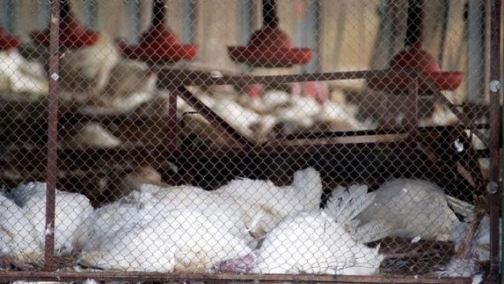 Ratusan Ayam Mati di Kampar, Diduga Akibat Flu Burung Ratusan Ayam Mati di Kampar, Diduga Akibat Flu Burung
