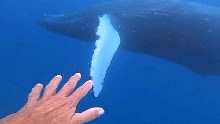 Pria Hawai Didakwa Melakukan Pelecehan terhadap Satwa Liar Pria Hawai Didakwa Melakukan Pelecehan terhadap Satwa Liar