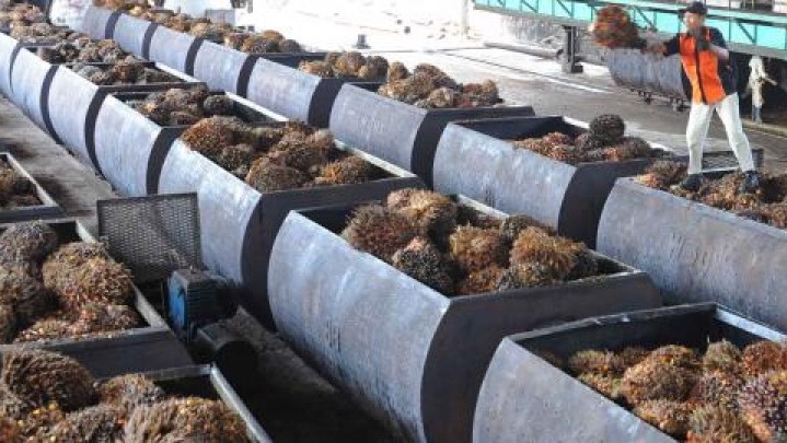 Kuasai 55 persen CPO Dunia, Indonesia Harusnya Mampu Atur Sawit Global Kuasai 55 persen CPO Dunia, Indonesia Harusnya Mampu Atur Sawit Global