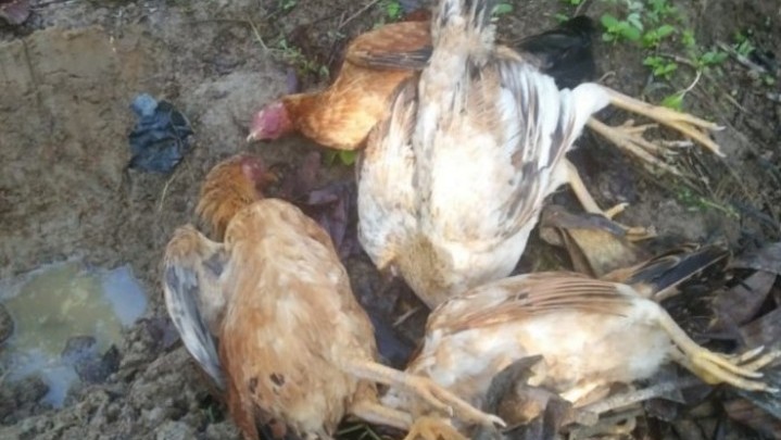 Tidak Ada Peningkatan Kasus Matinya Ratusan Unggas di Riau