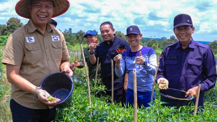 Hasil Panen Raya Cabai Rawit Lahan BUMD Pekanbaru Capai 10 Ton