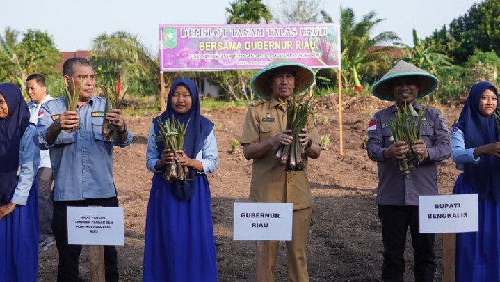 SMKN 1 Rupat Jadi Percontohan Penanaman Talas Ungu