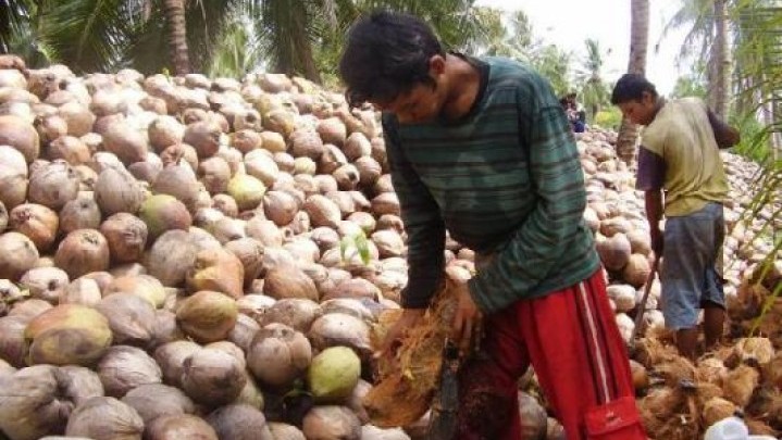 Harga Kelapa di Inhil Naik Tipis Rp 83 per Kilogram Harga Kelapa di Inhil Naik Tipis Rp 83 per Kilogram