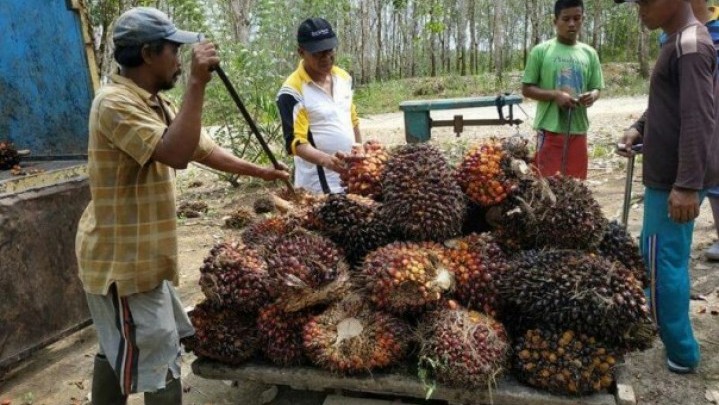 Harga Sawit di Riau Sepekan ke Depan Turun Tipis