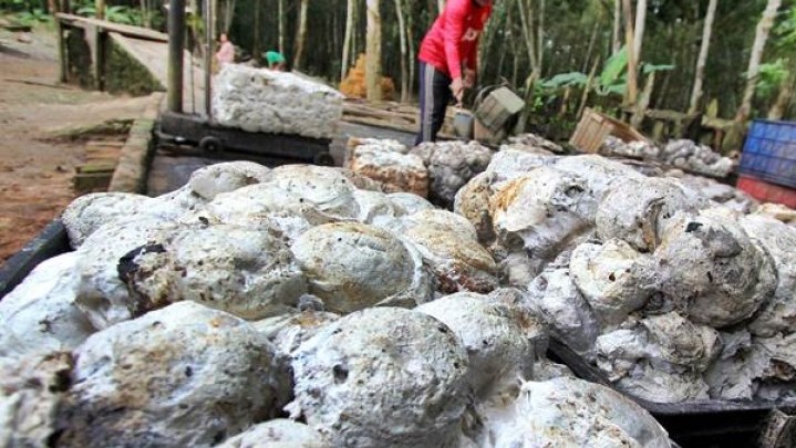 Pekan Ini Harga Karet di Kampar dan Kuansing Turun