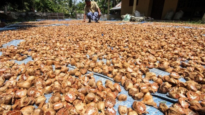 Pinang di Riau Pekan Ini Hanya Dihargai Rp6.140 per Kilogram