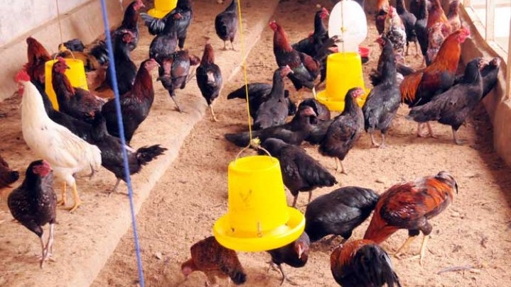 Cegah Flu Burung Meluas di Riau, Disinfektan akan Dibagikan ke kandang Peternak Cegah Flu Burung Meluas di Riau, Disinfektan akan Dibagikan ke kandang Peternak