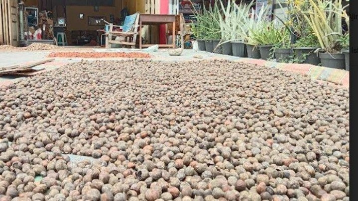 Harga Jual Pinang Kering di Riau Naik Jadi Rp6.200