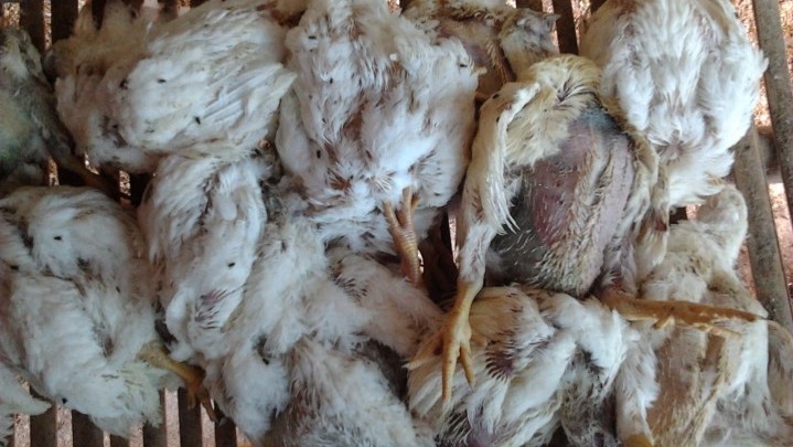 Di Kampar, Ditemukan Lagi Ayam Mati Positif Flu Burung