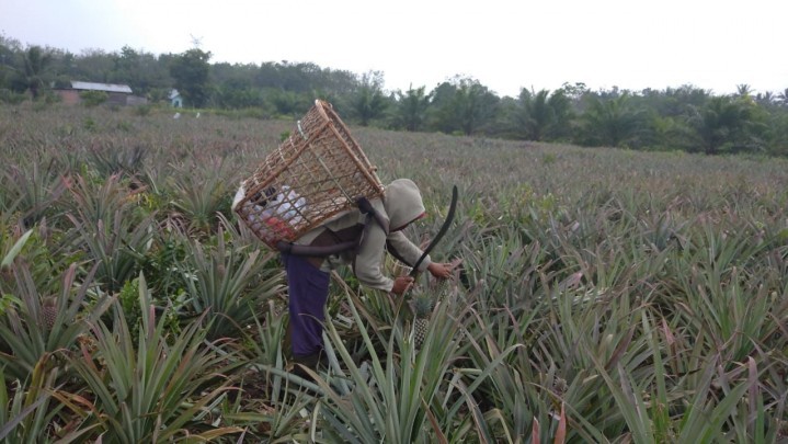 Nilai Tukar Petani Riau Naik 0,19 Persen Nilai Tukar Petani Riau Naik 0,19 Persen