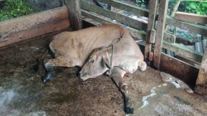 Kembali Ditemukan Ternak Terpapar Penyakit Ngorok di Kampar