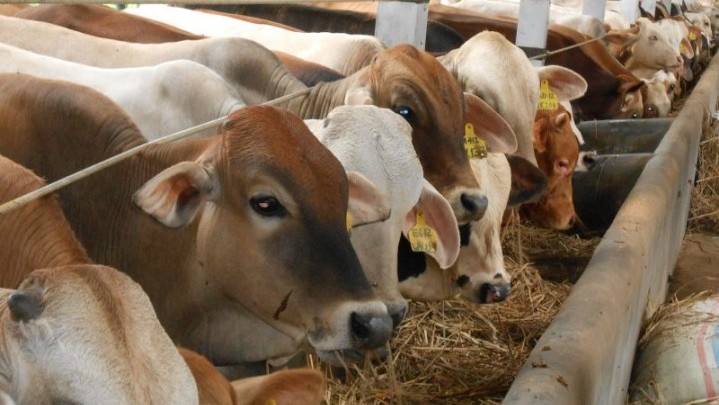 Pemprov Riau Minta Ternak Terjangkit Penyakit Ngorok Jangan Dijual Pemprov Riau Minta Ternak Terjangkit Penyakit Ngorok Jangan Dijual