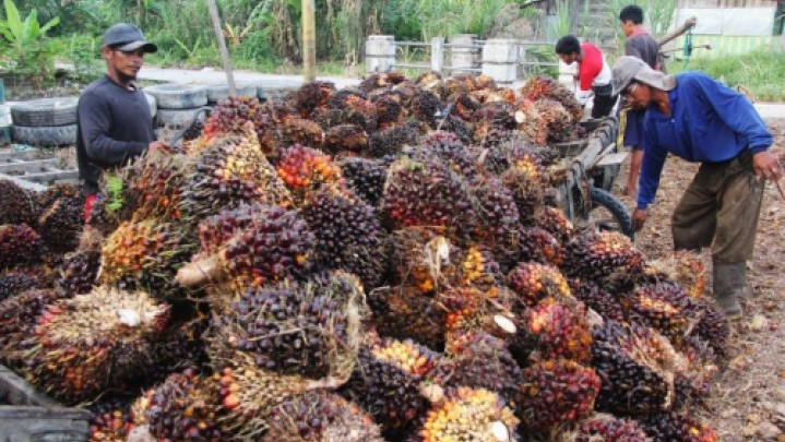Sepekan ke Depan Harga Jual Sawit di Riau Turun Sepekan ke Depan Harga Jual Sawit di Riau Turun