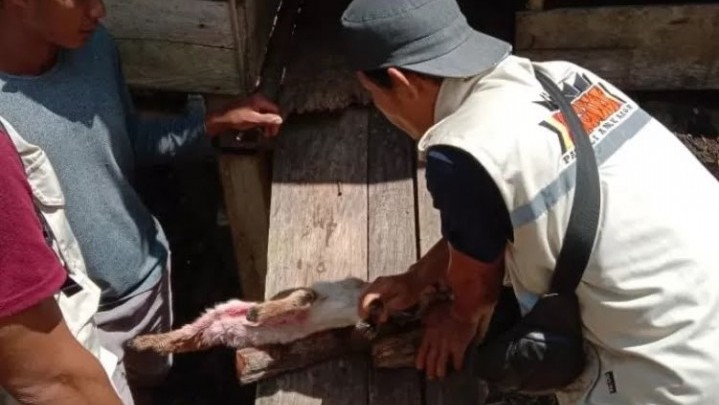 Satwa Liar Mangsa Kambing Warga Agam Satwa Liar Mangsa Kambing Warga Agam