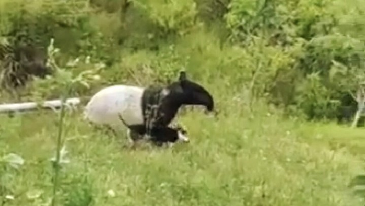 Kebun Warga di Lembah Gumanti Sumbar Dimasuki Tapir Kebun Warga di Lembah Gumanti Sumbar Dimasuki Tapir