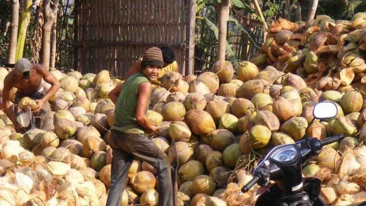 Harga Jual Kelapa di Kampar Pekan Ini Turun Harga Jual Kelapa di Kampar Pekan Ini Turun