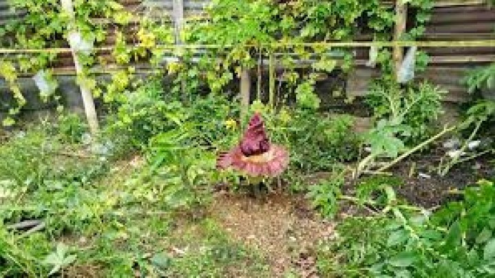 Di Pauh Padang Ditemukan Bunga Bangkai