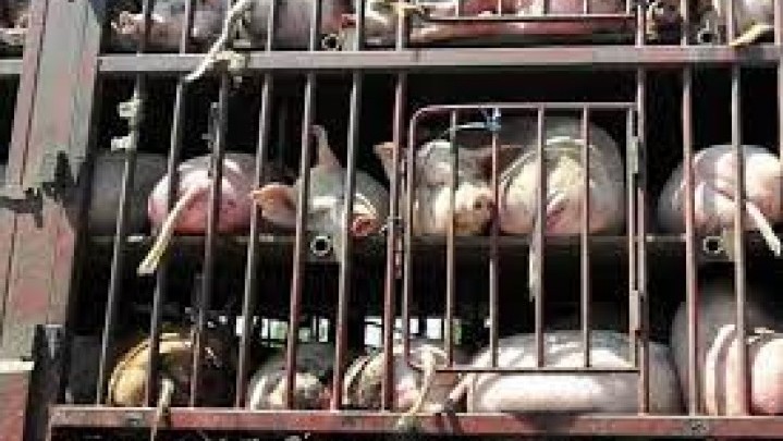 Berikut Beberapa Fakta Singapura Menghentikan Impor Babi dari Batam Berikut Beberapa Fakta Singapura Menghentikan Impor Babi dari Batam