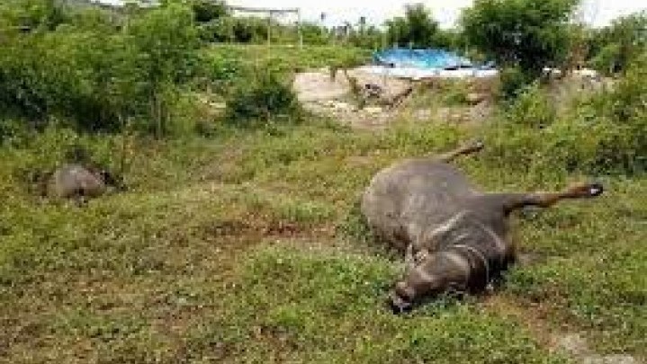 Di Kuansing Kerbau Mati Mendadak