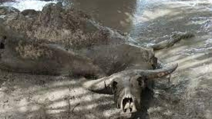 Laporan Dinas Peternakan Kuansing: 8 Ekor Kerbau Mati Mendadak Laporan Dinas Peternakan Kuansing: 8 Ekor Kerbau Mati Mendadak