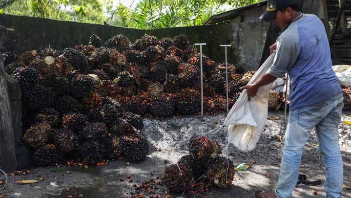 Harga Jual Sawit di Riau Turun Rp Rp187,67 per Kg Harga Jual Sawit di Riau Turun Rp Rp187,67 per Kg