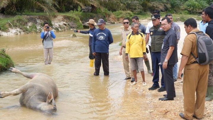 Kerbau Diserang Penyakit, Plt Bupati Kuansing Minta Peternak Ikuti Arahan Dokter Hewan
