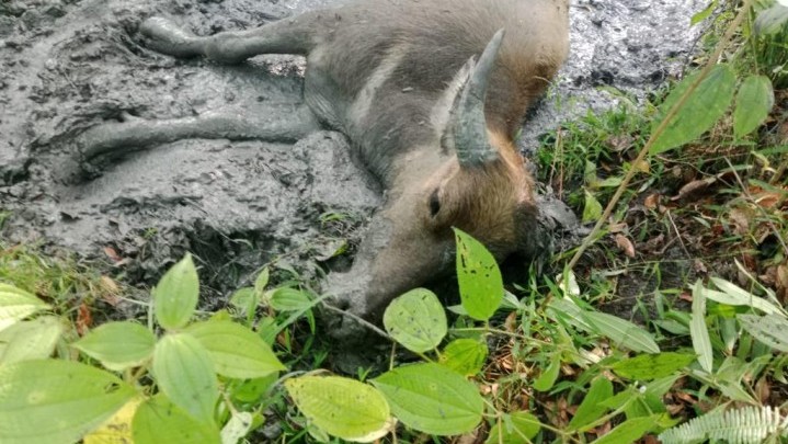 Gegara Penyakit Ngorok, Peternak Kuansing Merugi Jual Kerbau Rp 4 Juta 1 Ekor Gegara Penyakit Ngorok, Peternak Kuansing Merugi Jual Kerbau Rp 4 Juta 1 Ekor