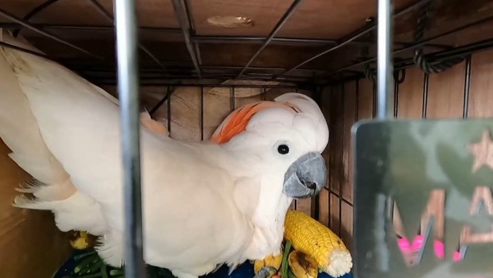 Enam Burung Kakatua Maluku Dipulangkan dari Riau Enam Burung Kakatua Maluku Dipulangkan dari Riau