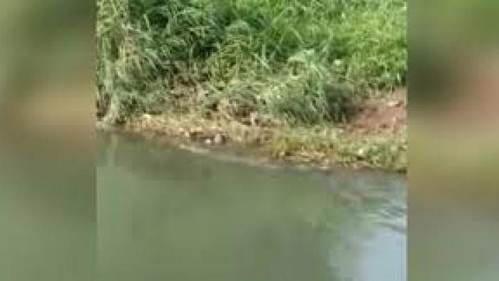 Seperti Ini Penjelasan BKSDA Sumbar Munculnya Buaya di Lubeg Padang Seperti Ini Penjelasan BKSDA Sumbar Munculnya Buaya di Lubeg Padang