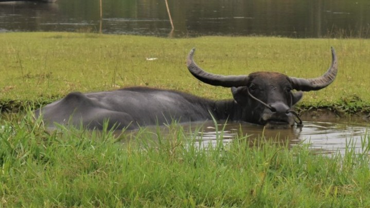 Penyebaran Penyakit Sapi Ngorok Kuansing, Indragiri Hulu Diminta Waspada Penyebaran Penyakit Sapi Ngorok Kuansing, Indragiri Hulu Diminta Waspada