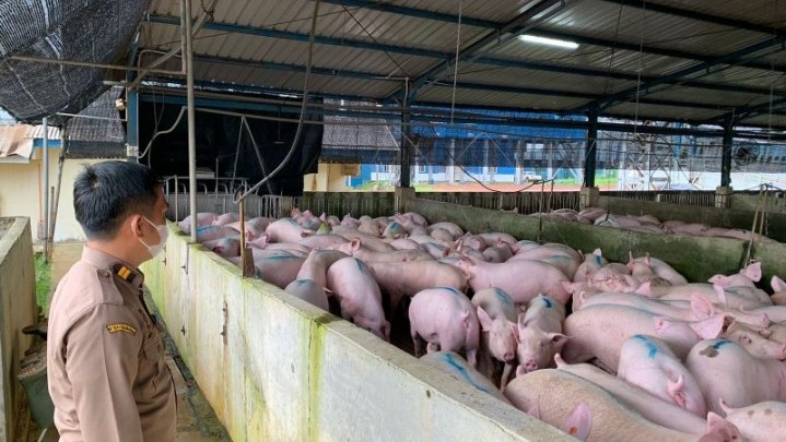 Singapura Menutup Pintu Impor Produk Babi dari Pulau Bulan Batam Singapura Menutup Pintu Impor Produk Babi dari Pulau Bulan Batam