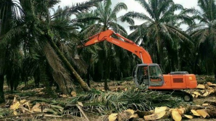 Di Riau, Target Peremajaan Sawit Rakyat Tahun Ini Seluas 10.550 Hektare