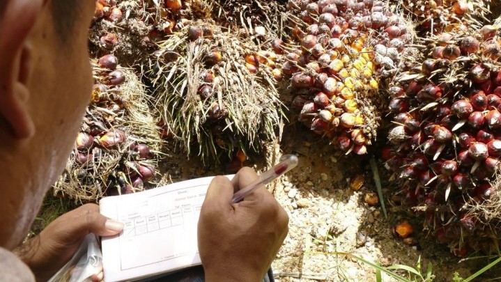 Kabar Baik, Harga Jual Sawit di Riau Sepekan ke Depan Naik