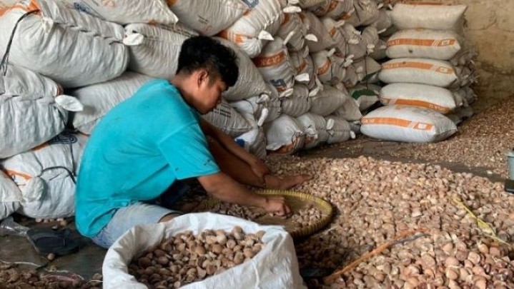 Harga Jual Turun, Kini Pinang di Riau hanya Rp6.021 per Kilogram Harga Jual Turun, Kini Pinang di Riau hanya Rp6.021 per Kilogram