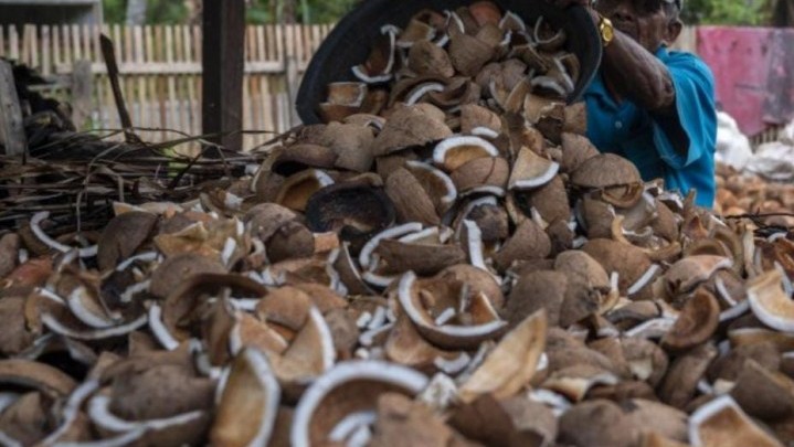 Harga Jual Kopra di Riau Naik Harga Jual Kopra di Riau Naik