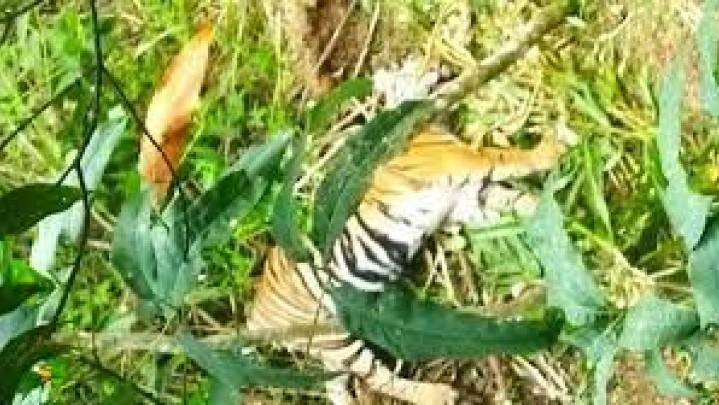 Warga Tanjung Beringin Pasaman Cemas Harimau Mati Masuk Jerat Babi