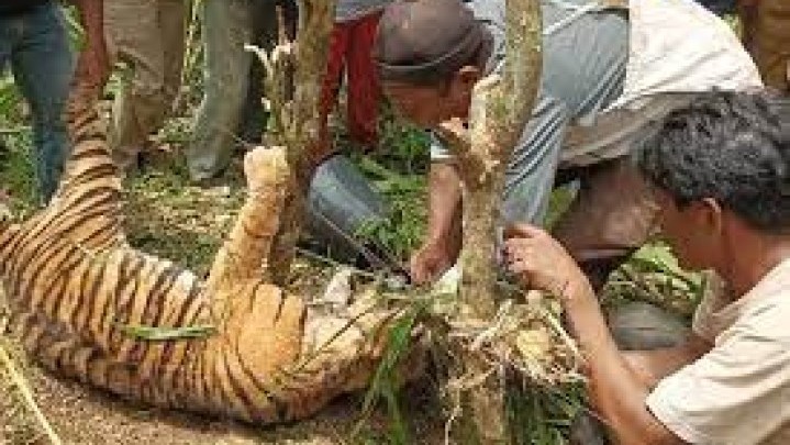 Harimau Masih Berkeliaran di Lubuk Sikaping, BKSDA Imbau Warga Tidak Sendirian ke Kebun