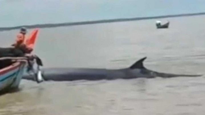 Berikut Penjelasan Kapolres Terkait Terdamparnya Ikan Paus di Rohil Berikut Penjelasan Kapolres Terkait Terdamparnya Ikan Paus di Rohil