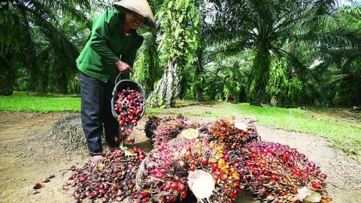 Harga Jual Sawit Riau Turun, Ini Datanya Harga Jual Sawit Riau Turun, Ini Datanya
