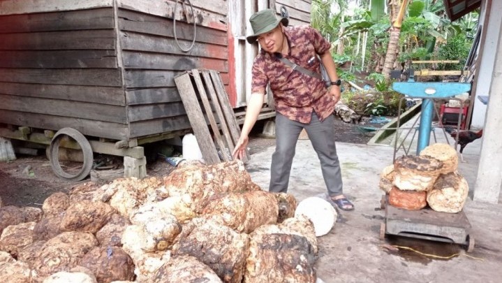 Berikut Info Harga Jual Karet di Riau Pekan Ini