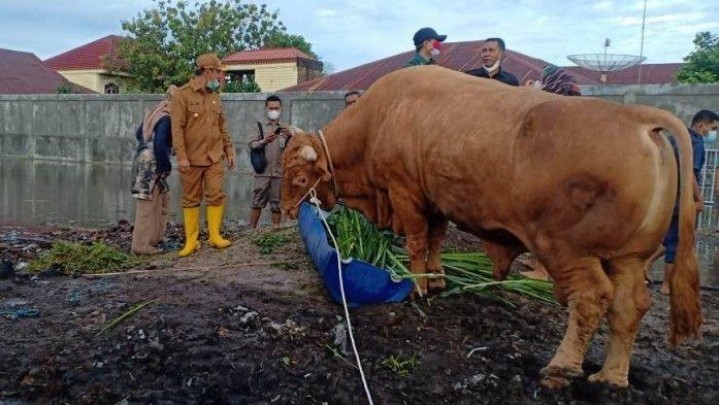 Sapi Kurban untuk Riau dari Presiden Tahun Ini Masih Dicari Sapi Kurban untuk Riau dari Presiden Tahun Ini Masih Dicari
