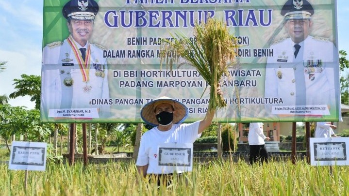 Pemprov Riau Targetkan Peningkatan Produksi Padi Tahun Depan Capai 50 Persen Pemprov Riau Targetkan Peningkatan Produksi Padi Tahun Depan Capai 50 Persen