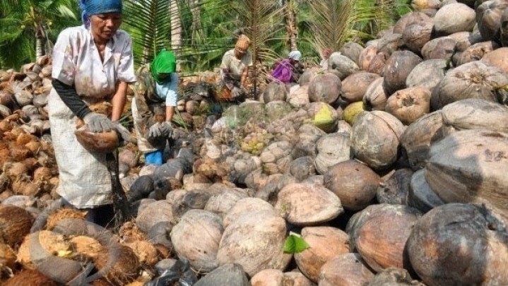 Di Kampar hingga Kuansing Harga Jual Kelapa Turun