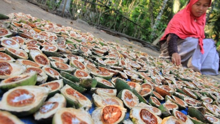 Sepekan ke Depan Harga Jual Pinang di Riau Naik Rp9 per Kilogram