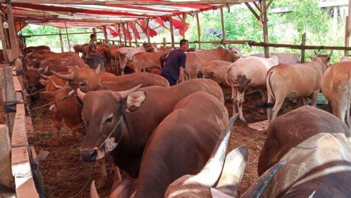 Ratusan Sapi dari NTT Didatangkan ke Batam untuk Kebutuhan Kurban Ratusan Sapi dari NTT Didatangkan ke Batam untuk Kebutuhan Kurban